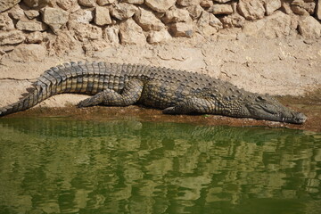 Obraz premium African Crocodiles in water