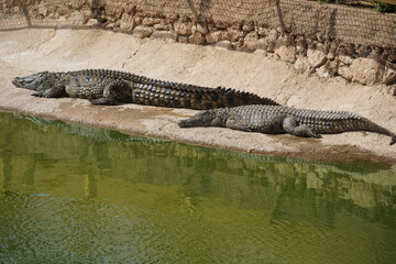 African Crocodiles in water