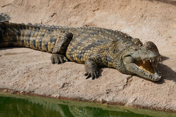 African Crocodiles in water