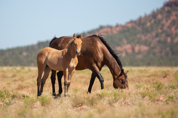 Fototapeta na wymiar A bay mare and foal stand close together in an open field in the desert mountains of Southern Utah. The mare grazes calmly while the foal stands watching the camera. 