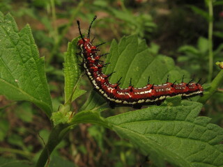 Butterfly caterpillar, Euptoieta claudia ssp.  daunius