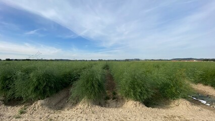 Field of asparagus fern