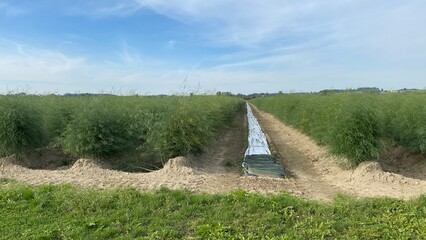 Field of asparagus fern - 540822049
