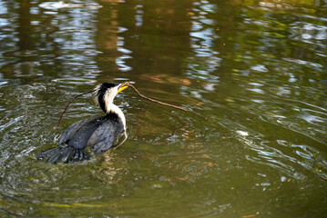Little Pied Cormorant (Microcarbo melanoleucos)