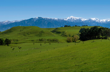 Fototapeta na wymiar Walking around Kaikoura Peninsula, New Zealand on a beautiful Spring day. 