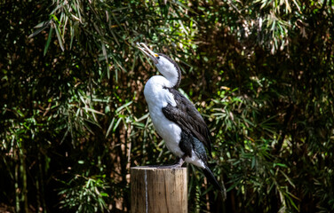 Little Pied Cormorant (Microcarbo melanoleucos)