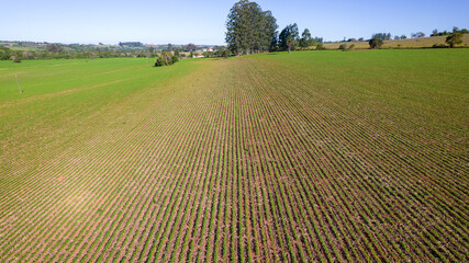 soybean plantation in Brazil. Green field with grown soybeans. Aerial view