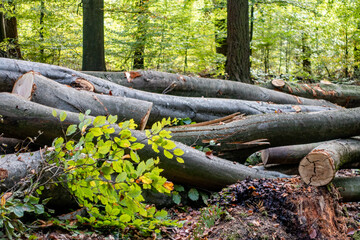 Gefällte Bäume im Mischwald