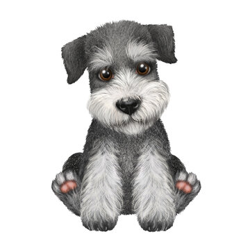 Miniature Schnauzer dog illustration, pet, dog portrait, dog drawing