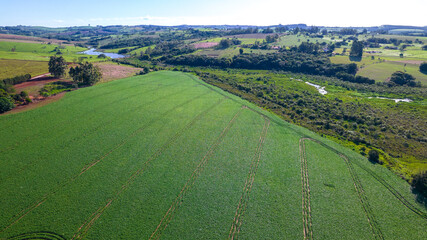 Fototapeta na wymiar soybean plantation in Brazil. Green field with grown soybeans. Aerial view