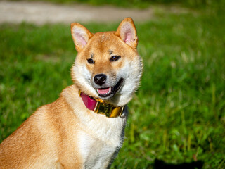 Shiba Inu plays on the dog playground in the park. Cute dog of shiba inu breed walking at nature in summer. walking outside. 