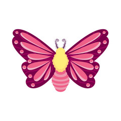 Isolated pink butterfly vector illustration
