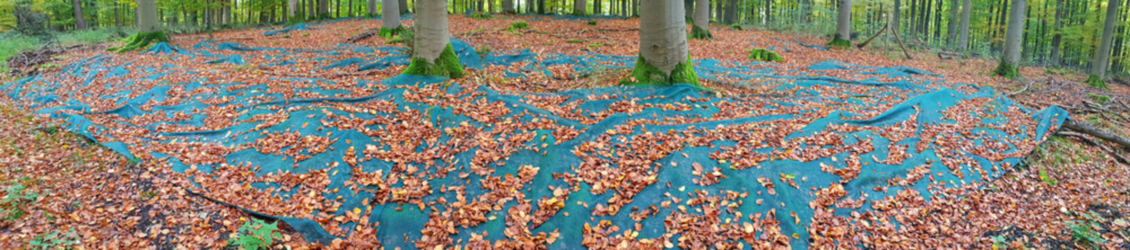 auffangnetze f&uuml;r bucheckern unter rotbuchen
