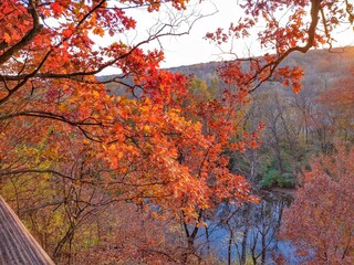 Red and Orange Autumn Leaves Over Forest River