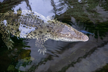 Cuban crocodile (crocodylus rhombifer)