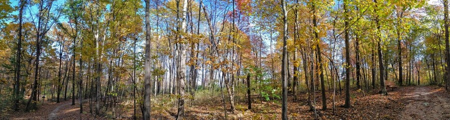 Sunlight Streaks Through Autumn Forest Panorama