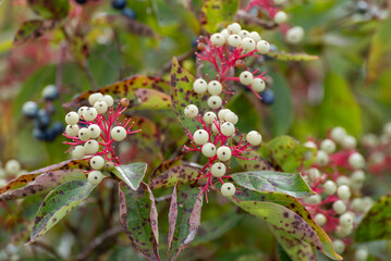 Gray Dogwood Bush With White Berries In August