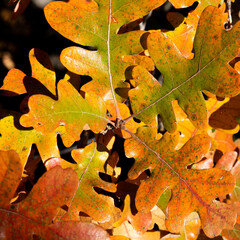 Naklejka na ściany i meble Colorful autumn leaves, close up.