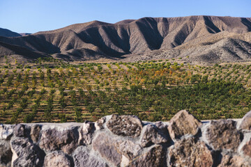 Almond trees plantation growing in mountains, almond tree grove in a summer sunny day