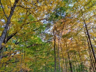 Peaceful Autumn Forest Trees 