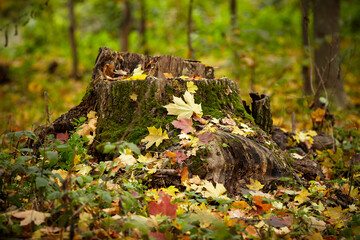 Stump in fallen autumn leaves. Beautiful autumn