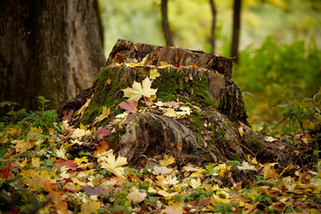 Stump in fallen autumn leaves. Beautiful autumn