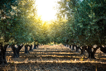 Green olives on an ovile tree is summer, Lindos, Rhodes,Greece