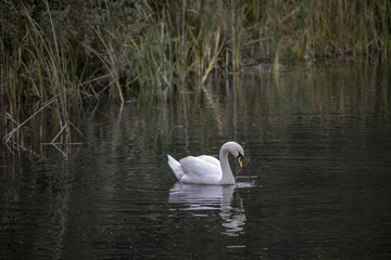 Naklejka na ściany i meble A graceful white swan swimming on an autumn lake with dark water. The white swan is reflected in the water. The mute swan, Cygnus olor