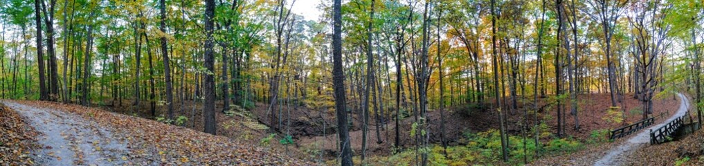 Fototapeta na wymiar Sloping Autumn Forest Footpath Panorama