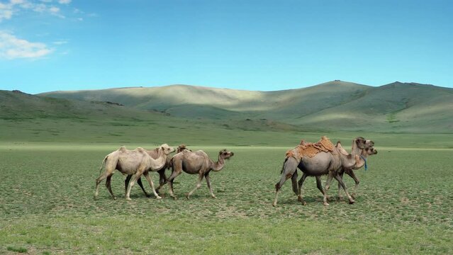 A herd of wild bactrian camels (Camelus ferus) roam the Mongolian steppe during summer in West Mongolia. 