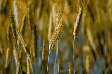 Spighe 02 - spighe di grano in primo piano con sfondo sfocato.