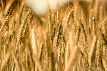 Spighe 01 - spighe di grano maturo  in primo piano con sfondo sfocato