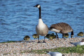 Canada geese (Branta canadensis) with goslings.