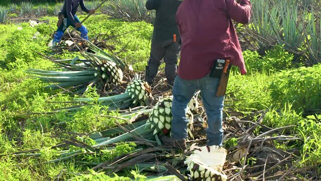 Mexican man shrimping agave to make tequila