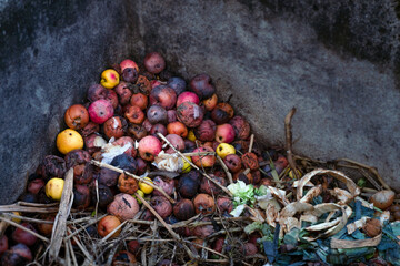 Leftovers thrown into into the compost. Spoiled food and scrapes. Rotten apples and pears close up....