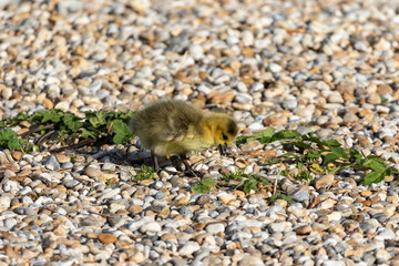Canada goose goslings.