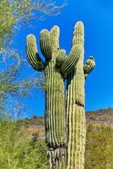 Saguaro Cactus in it's natural desert environment