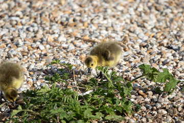 Canada goose goslings.