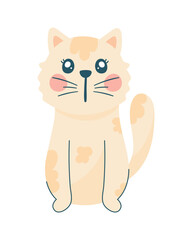 little cat seated front