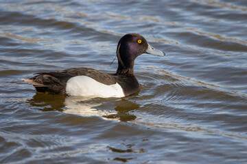 A Tufted duck on the water.