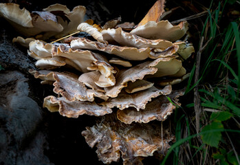 mushrooms on a tree