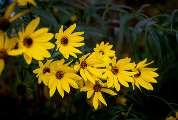 yellow flowers in the garden