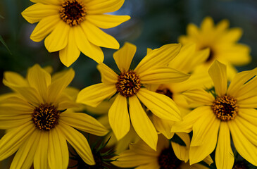 yellow flowers