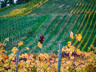 Weinlaub in den Weinbergen im Herbst