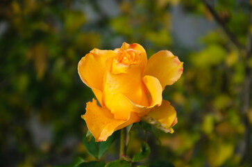 Yellow rose in the autumn garden during the day.