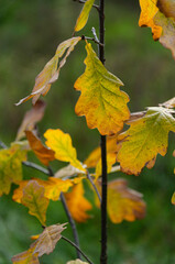 Oak leaves are yellow in autumn. Oak leaves are yellow in autumn.