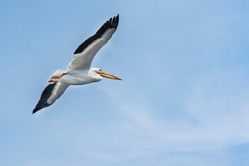 Fototapeta na wymiar Beautiful pelican surfing the blue sky. Seabird searching for food high above. 