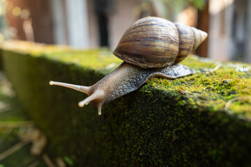 the snail is in the yard