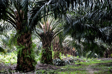 palm oil tree in the plantation