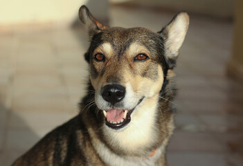Close-up of a dog's head with an open mouth, in the form of a smile. smiling dog